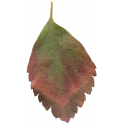Leaves No. 2- Leaf 3