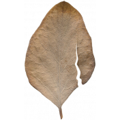 Leaves No. 2- Leaf 7