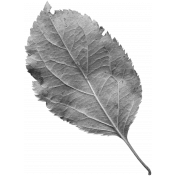 Leaves No.1 – Template 5