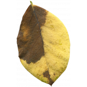 Leaves No.1 – Leaf 4