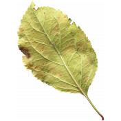 Leaves No.1 – Leaf 5