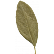 Leaves No.10 – Leaf 02