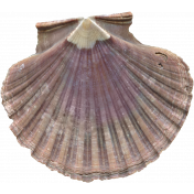 Sea Shells Vol.I-02