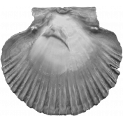 Sea Shells Vol.I-01 template