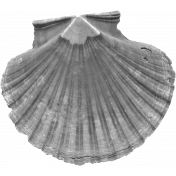 Sea Shells Vol.I-02 template
