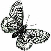 Be Bold Elements- Black And White Butterfly