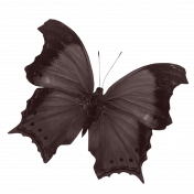 ps_paulinethompson_masculine_butterfly