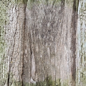 Back To Nature- Bark 2 Paper 