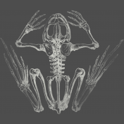 Chills & Thrills- Frog Chalk Skeleton Stamp 2 