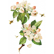 Apple Crisp- Apple Blossom