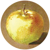 Apple Crisp- Apple Brad Disk 27