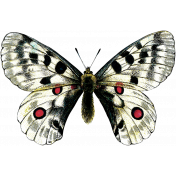 Day of Thanks- White Butterfly