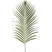Unwind- Palm Leaf