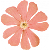 Summer's End- Pink Flower