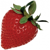 Strawberry Fields- Strawberry Photo 5