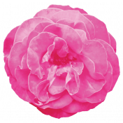Spring Fresh Rose 02- Pink
