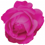 Spring Fresh Rose 03- Magenta