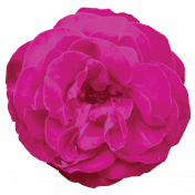 Spring Fresh Rose 01- Magenta 