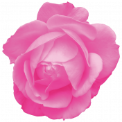 Spring Fresh Rose 04- Pink