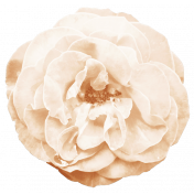Spring Fresh Rose 05- Cream