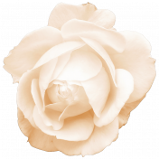 Spring Fresh Rose 06- Cream