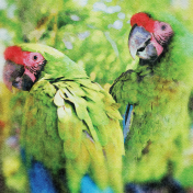 Mexican Spice Photo Paper- Watercolour- 09 Great Green Macaws