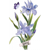 Blue/Purple Iris