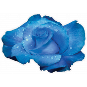 Blue Rose