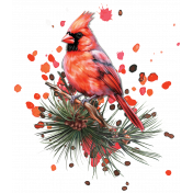 Snow Bird- Cardinal