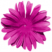 Daisy- Flower 1