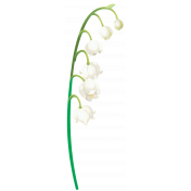 Lily-of-the-valley Flower1