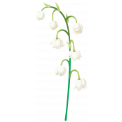 Lily-of-the-valley Flower2