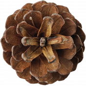 Pinecone DDS 01