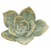 2022 May Design Qi Succulent