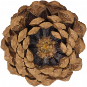 Pinecone DDS 04