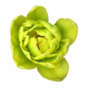 Lime Tulip