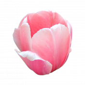 Pink Tulip 1