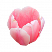 Pink Tulip 2