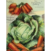 Garden Tales Journal Cards- Cabbage and Carrots 3x4