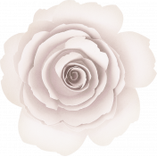 Positively Happy White Rose Flower