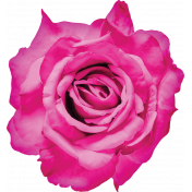 Better Together Pink Rose