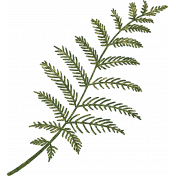 Rustic Wedding Green Fern