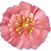 The Golden Hour Element Pink Flower
