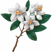 Orange Blossom- Blossom Branch