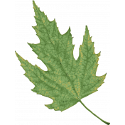 Provincial Seascape leaf green
