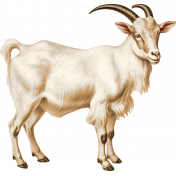 Charlotte's Farm Element goat