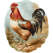 Charlotte's Farm Rooster 2