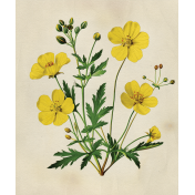 Meadow Flower Ephemera