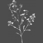 Meadow Light Wildflowers Stamp