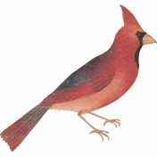 Winter Woods Element sticker cardinal